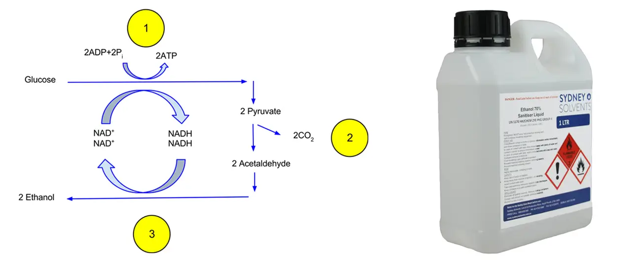 Fermentation to produce ethanol