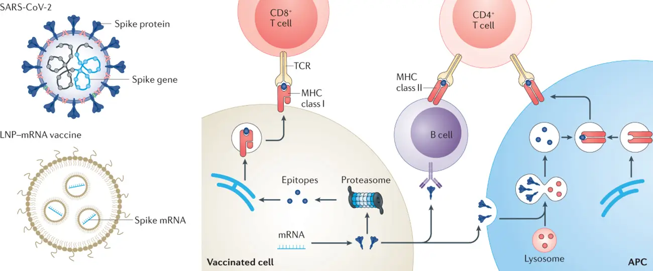 mRNA Vaccine Lipid Nanoparticle Synthesis